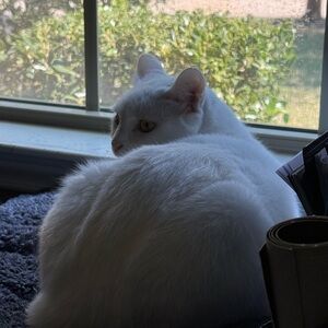 Meet your Posher, Isabella